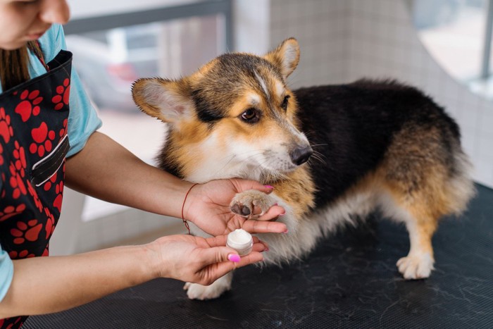 肉球にクリームを塗られる犬