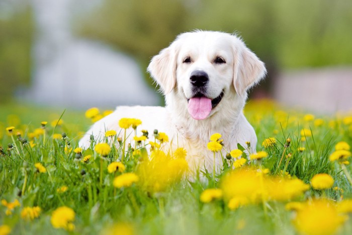 たんぽぽと笑顔の犬