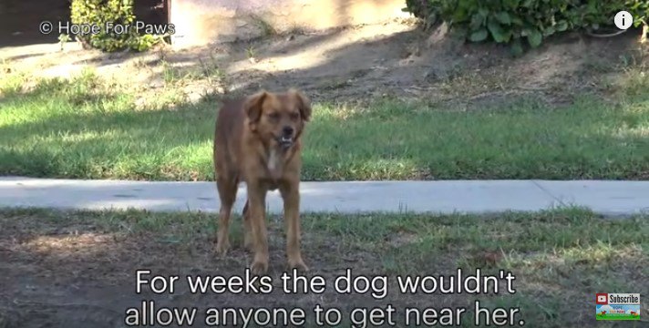 歩道に立つ犬