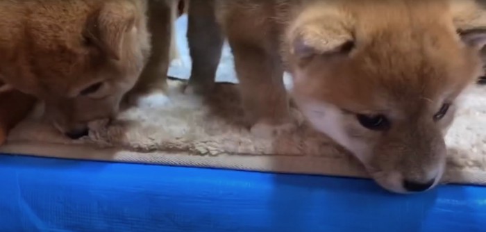 ラグとブルーシートの境目の匂いを嗅ぐ2匹の柴犬の赤ちゃん