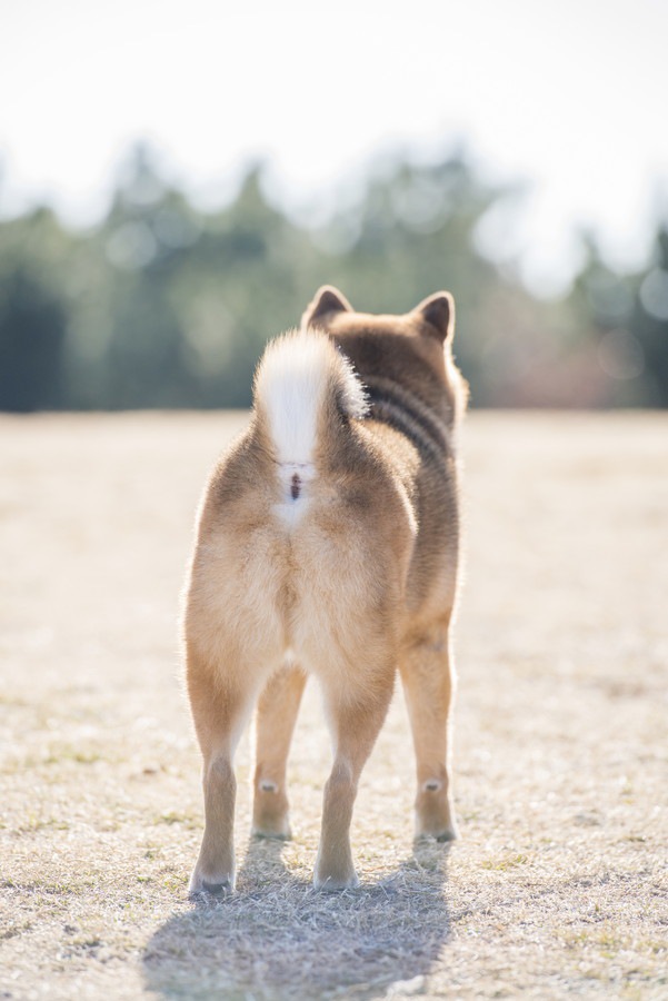 柴犬のお尻