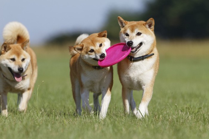 遊ぶ柴犬