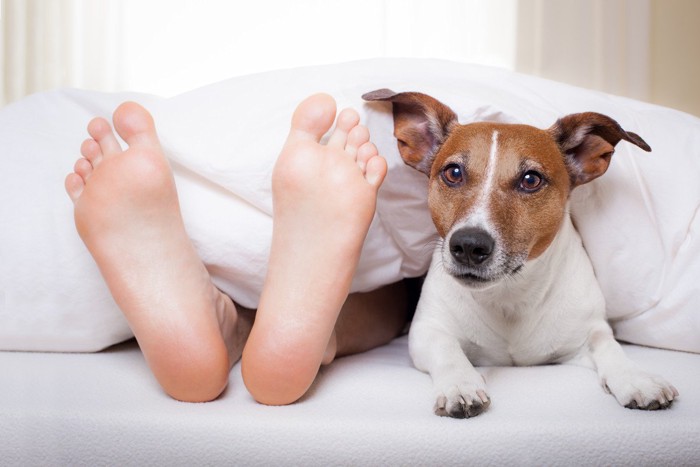 飼い主より早く目覚めた犬