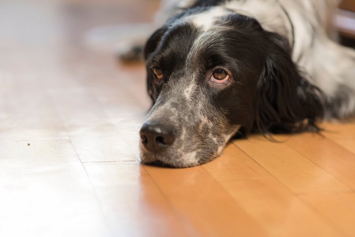 バツの悪そうな様子の犬