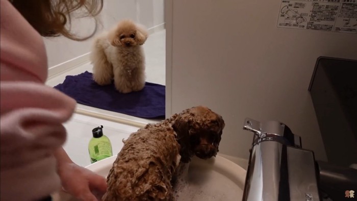 うゆちゃんのシャンプー中の出来事6