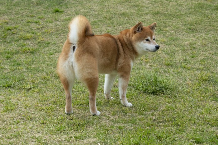 芝生に立つ柴犬