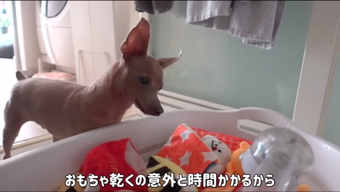 水の中に入れられたぬいぐるみを見つめる犬