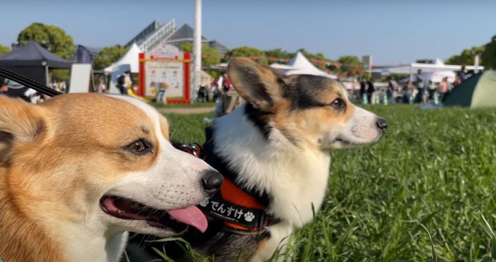 犬2匹の横顔