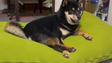 ヨギボーの上で喋る柴犬