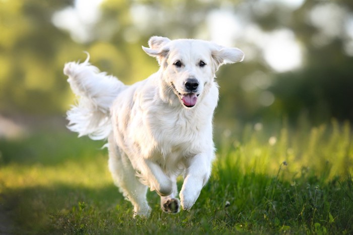 毛をなびかせながら外を走る犬