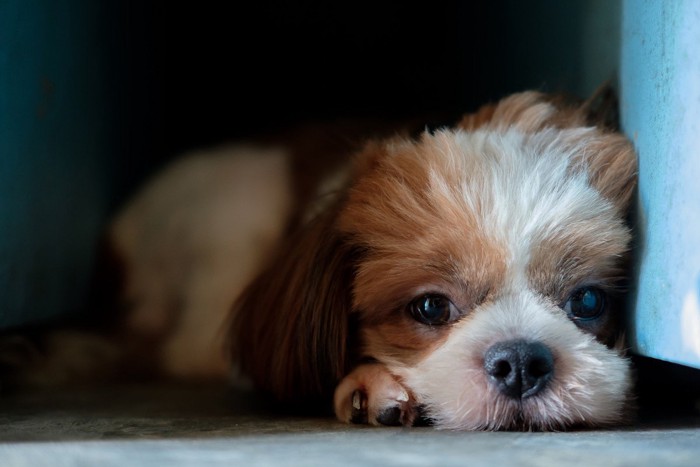 元気がないふりをする犬