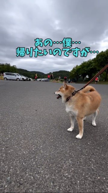 帰りたがる犬