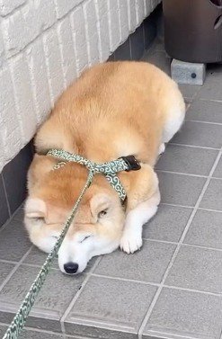 タイルの上に座り込む犬