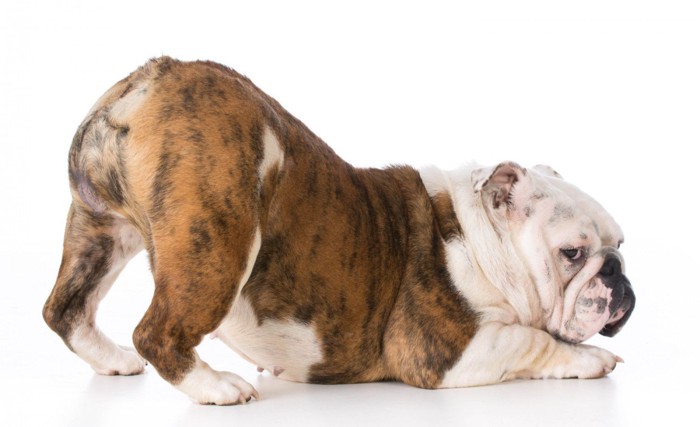 祈りの姿勢をとっている犬