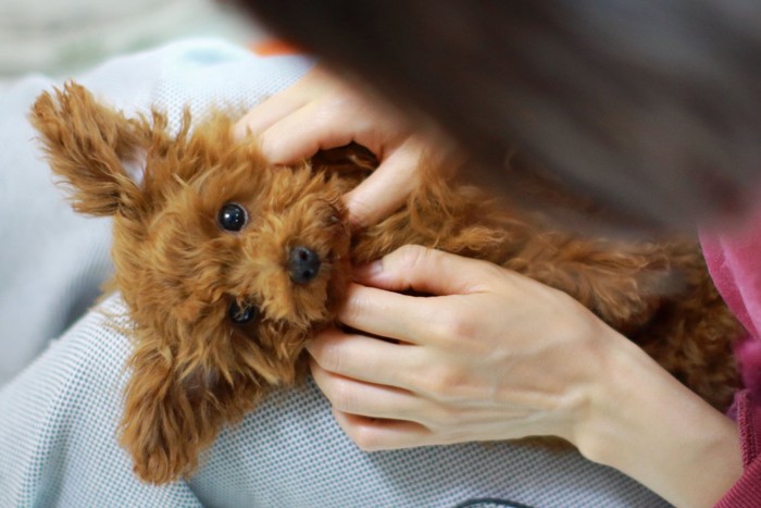 飼い主の足の上で撫でられている犬