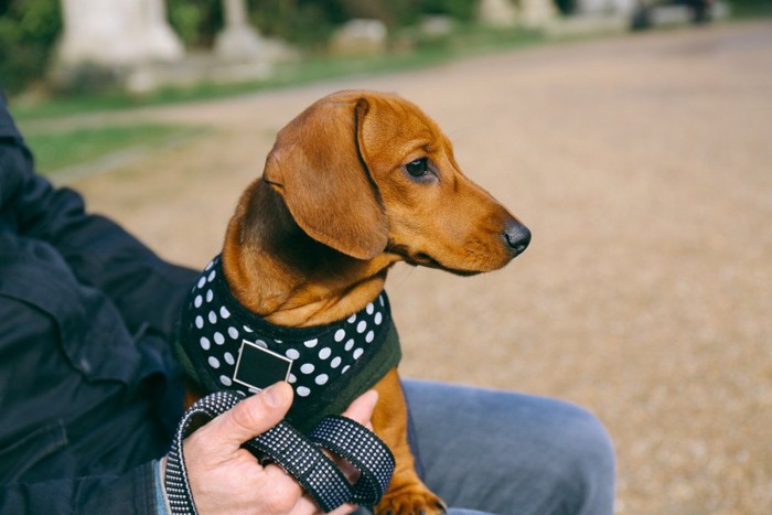 ハーネスを付けた小型犬