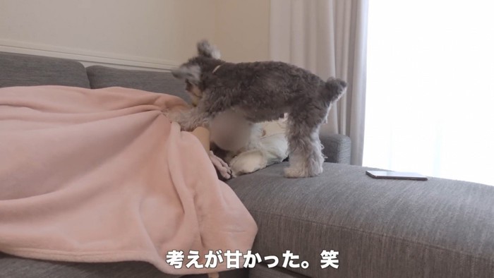 「遊んで遊んで～っ！」