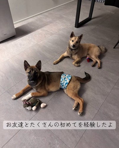 広い部屋で過ごす子犬たち