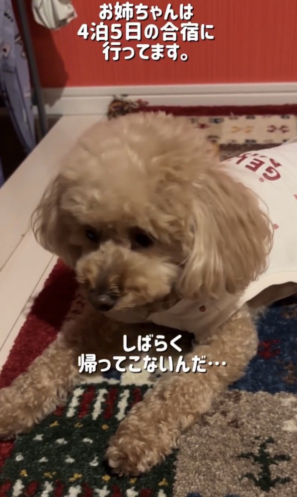 寂しそうに前を見る犬