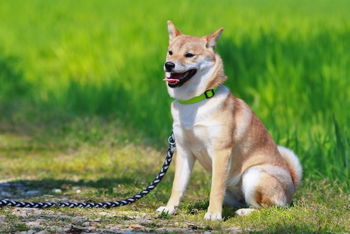 散歩中に座って何かを見つめる犬