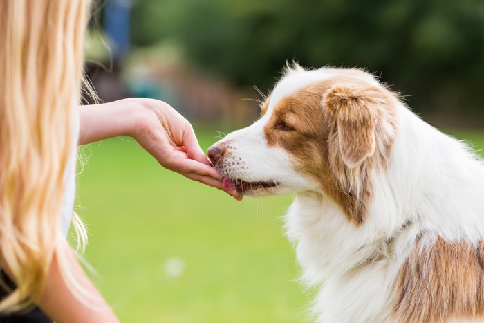 グレープフルーツを食べている犬