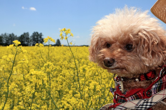 犬が菜の花を食べた