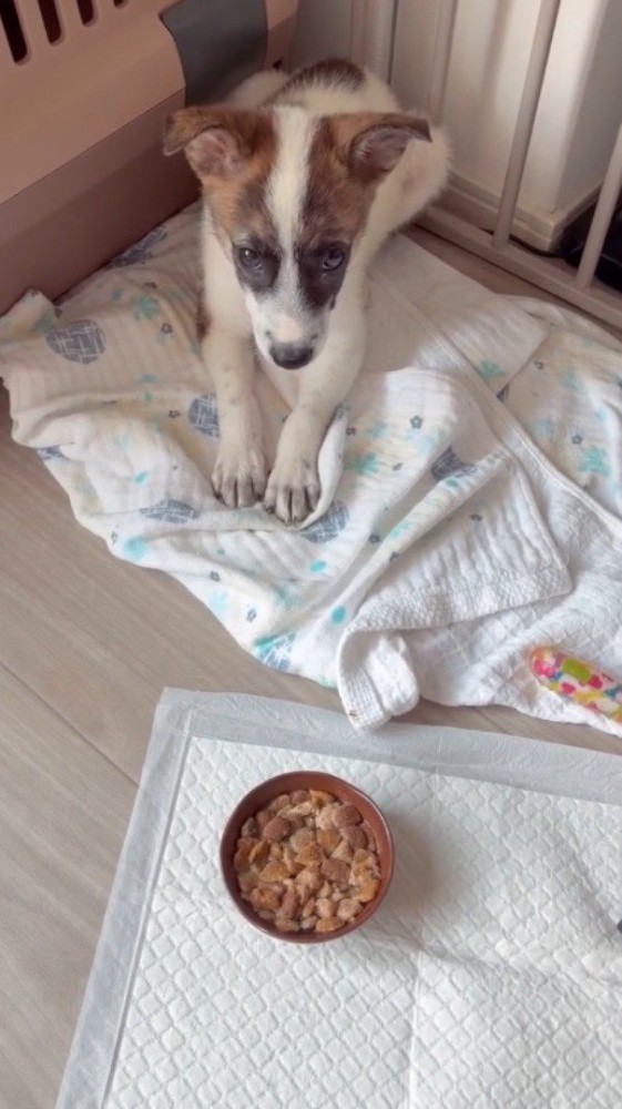 伏せをして飼い主を上目使いに見上げる子犬