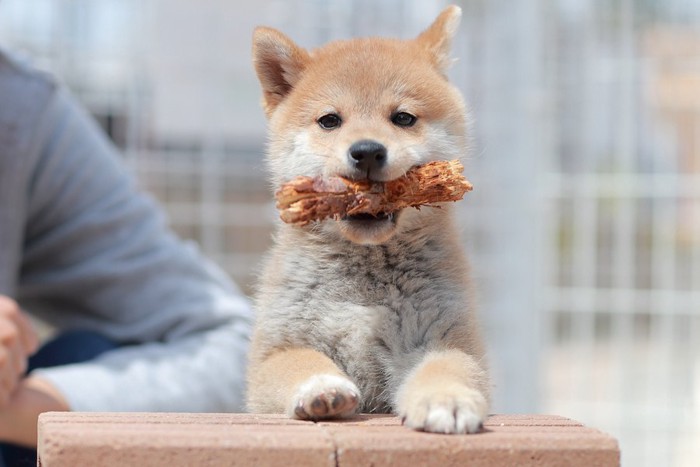 棒をくわえているご機嫌な子犬