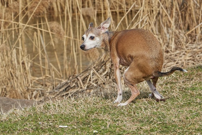 屋外で排泄中の犬