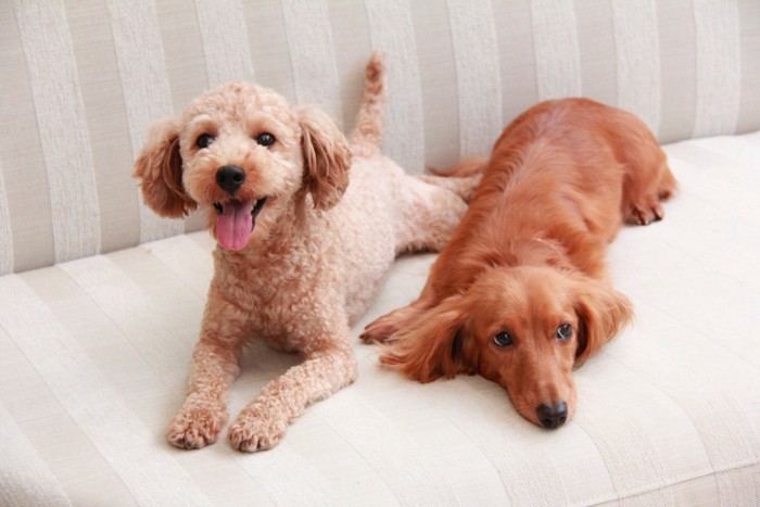 リラックスした2匹の犬