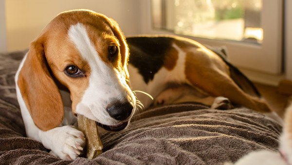 骨を食べる犬