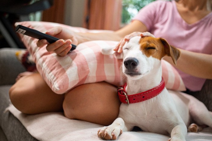 飼い主のいっしょにテレビを見ている犬