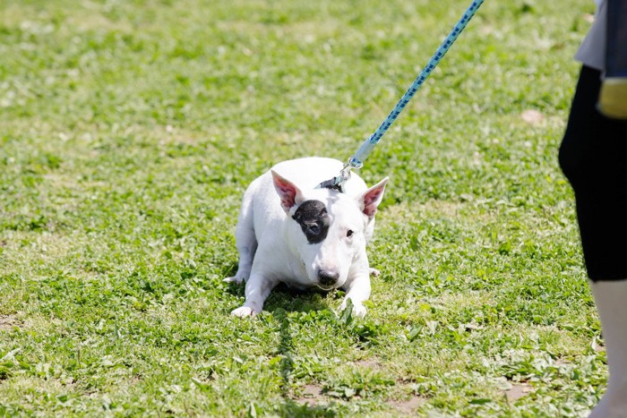 嫌がる犬