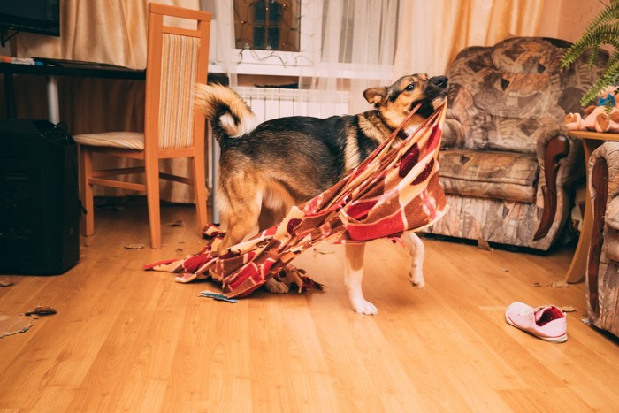 ブランケットを破壊する犬