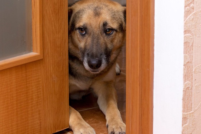 扉のすき間から見ている犬