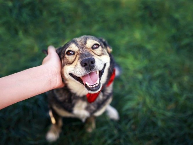 飼い主に撫でられて嬉しそうに見つめる犬