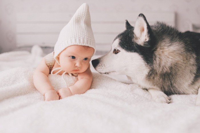 赤ちゃんのにおいを嗅ぐ犬