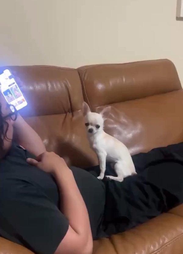 チワワの鱈ちゃん