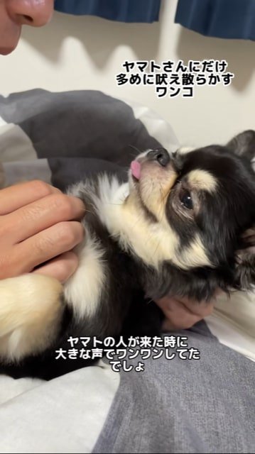 説教される犬