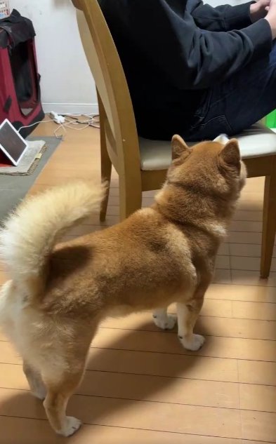 柴犬