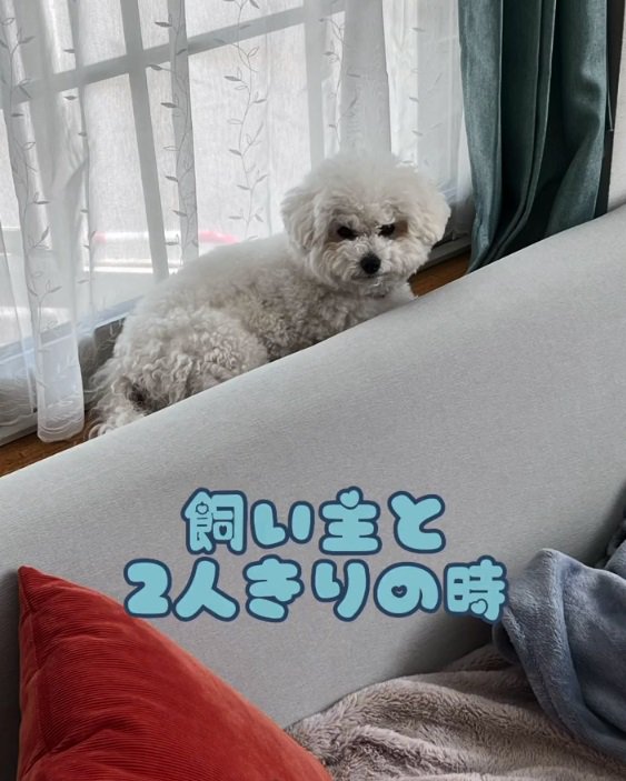 飼い主とふたりきりのもこちゃん