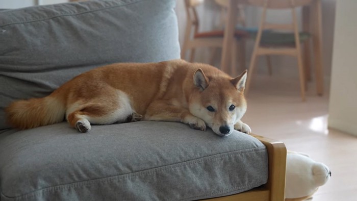 ソファーで寝転がる犬