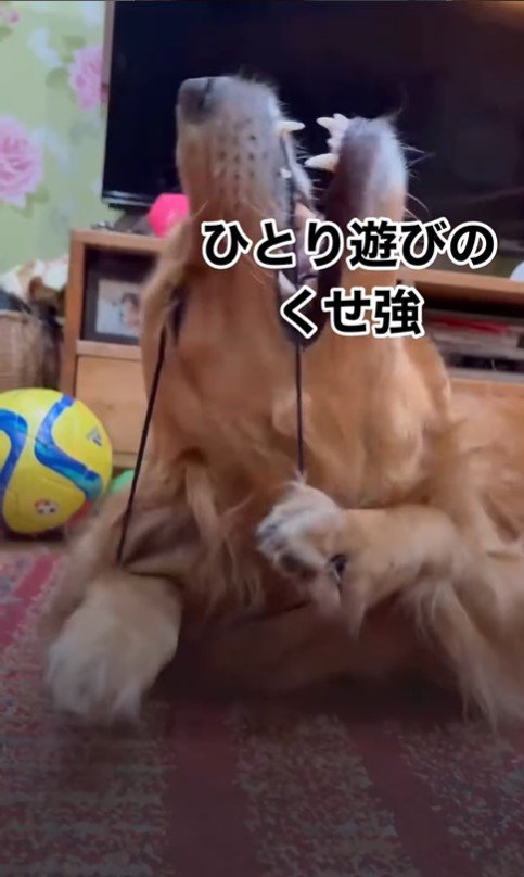 ヘアゴムで遊ぶつくしちゃん6