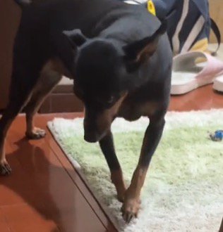 飼い主の方へ近づいてこようとする犬