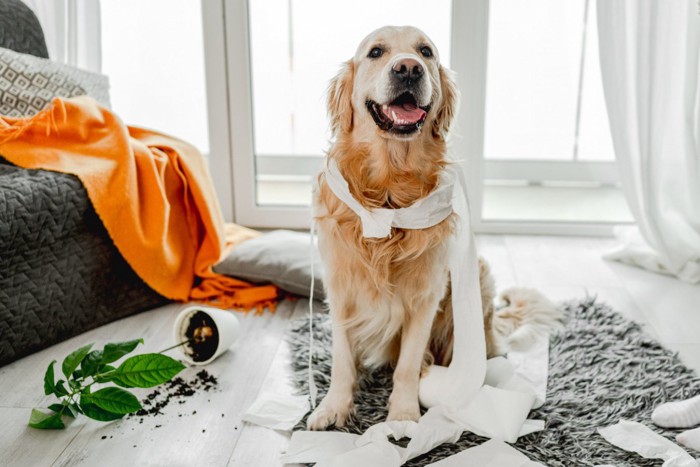 荒らされた部屋と犬