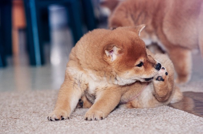 足をカミカミする柴犬の子犬