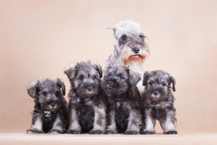ミニチュア・シュナウザーの母犬と4匹の子犬たち