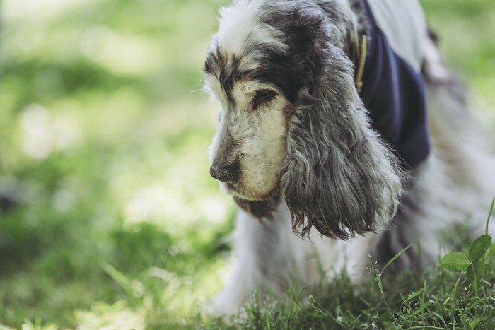 老犬スパニエルの顔のアップ