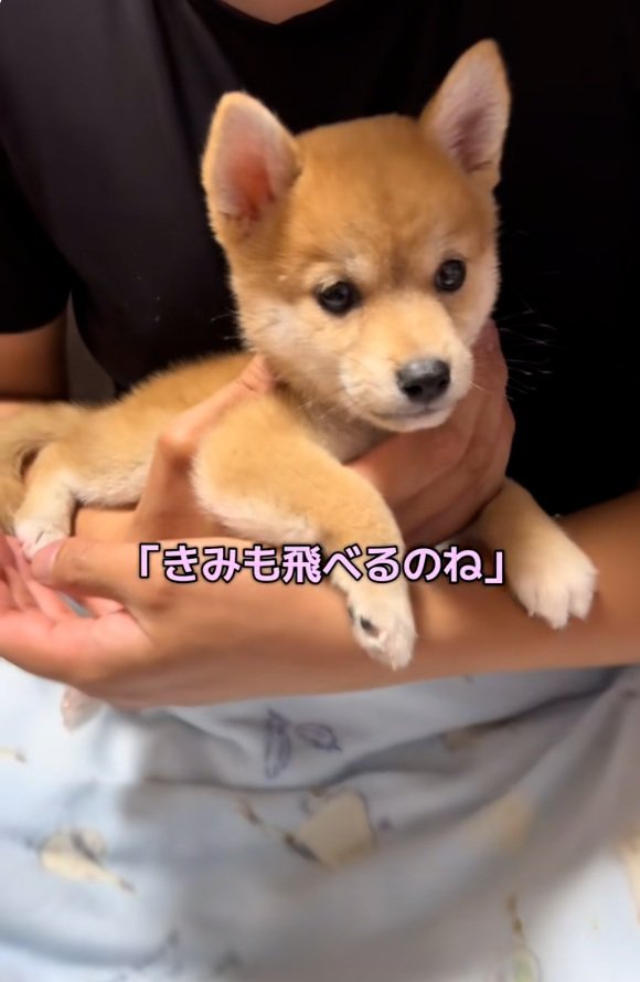 飛んだ鳥を目で追うワンコ