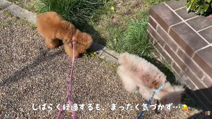 全く気づかず、お散歩続行！